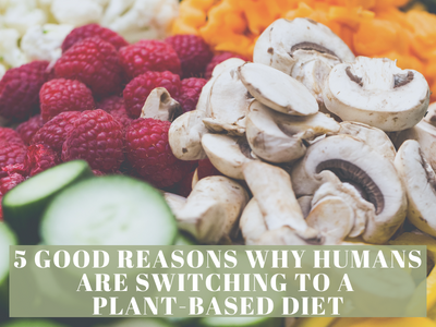 5 Good Reasons Why Humans Are Switching To A Plant-based Diet